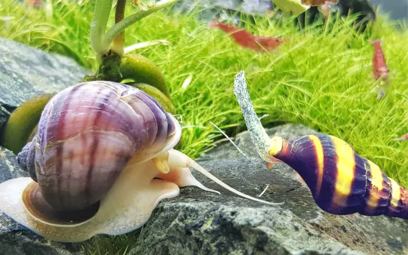 Will Assassin Snails Eat Mystery Snails: (Myths & Facts)