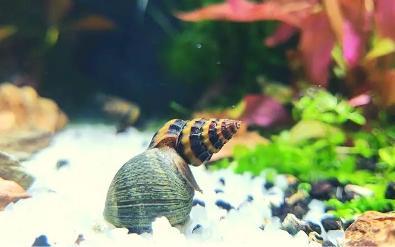 Will Assassin Snails Eat Nerite Snails (The Shocking Truth)