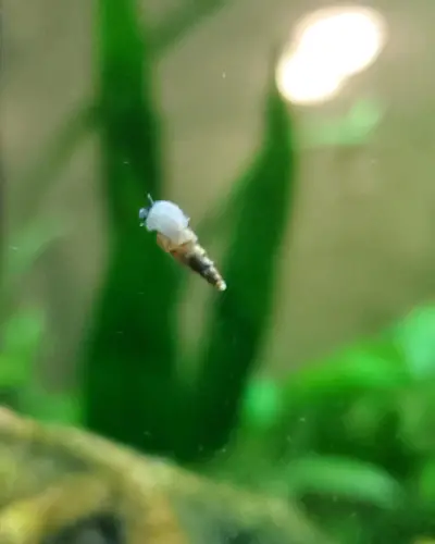 Baby assassin snail