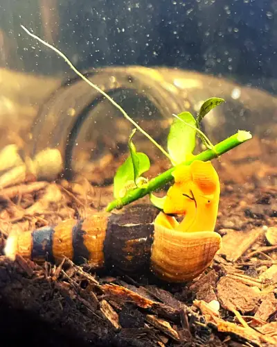will rabbit snails eat plants