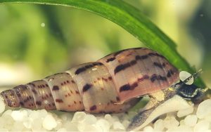 Are Malaysian Trumpet Snails Good