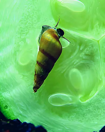 Are Malaysian Trumpet Snails Good or Bad