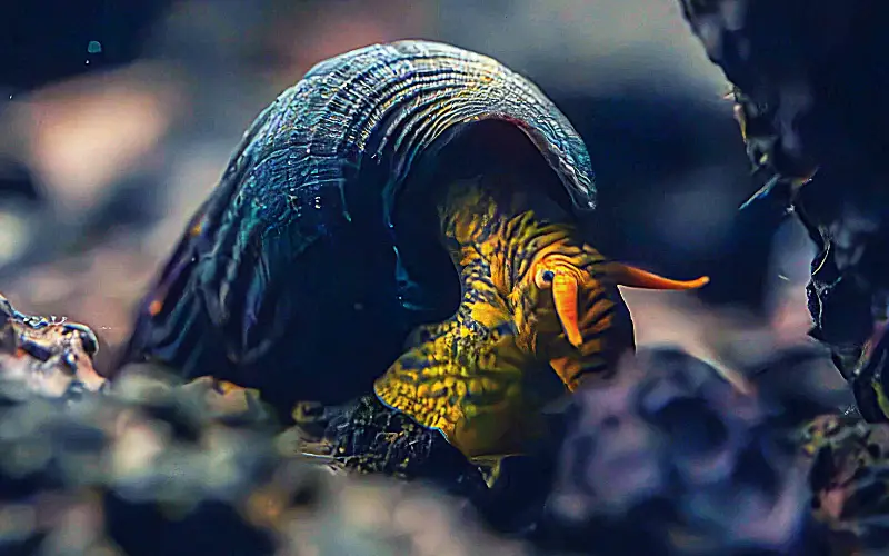 Are Rabbit Snails Asexual 3 Easy Ways to Breed Them!