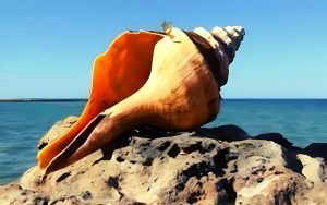 Australian Trumpet Snail