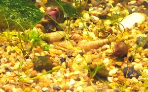 Baby malaysian trumpet snails