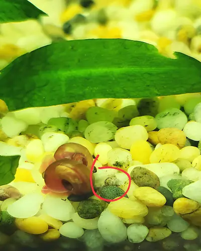 Baby trumpet snails