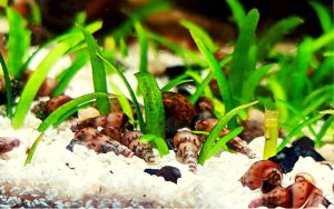 Can Malaysian Trumpet Snails Live Out of Water