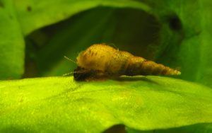 Can Malaysian Trumpet Snails Reproduce Asexually