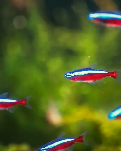 Cardinal Neon Tetra Fish