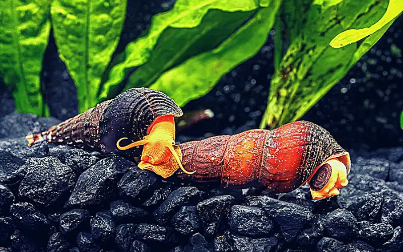 Do Rabbit Snails Hibernate (Secret Winter Survival Trick!)