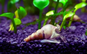 Do Trumpet Snails Clean Aquariums