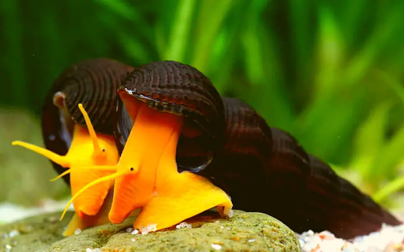 Giant Sulawesi Rabbit Snails