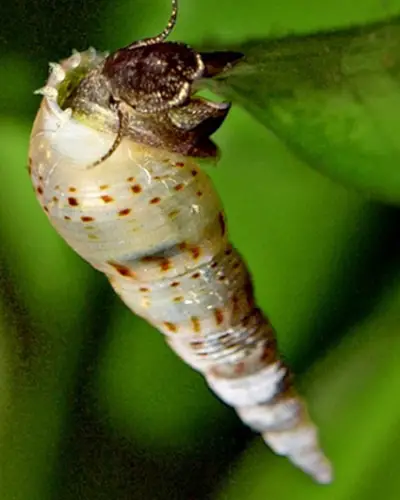 malaysian trumpet snail