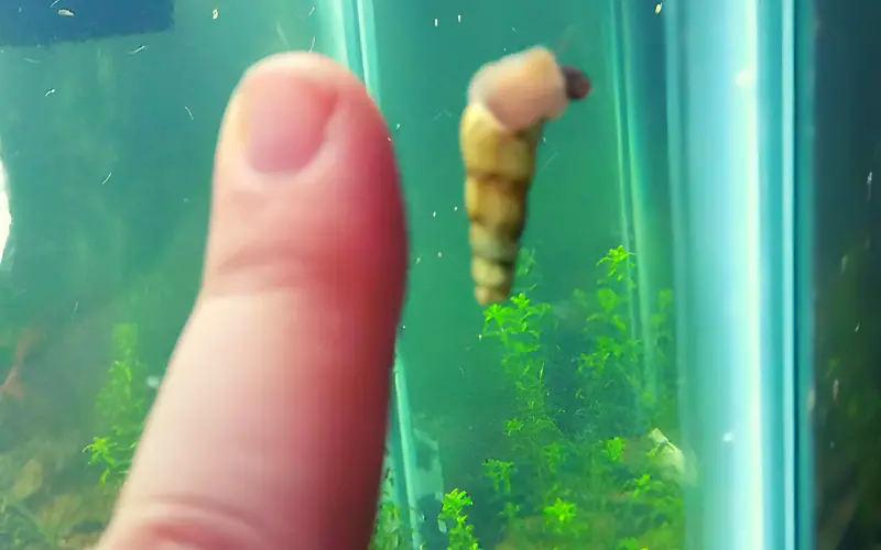 Malaysian Trumpet Snails Size 5 HUGE facts you NEED to know