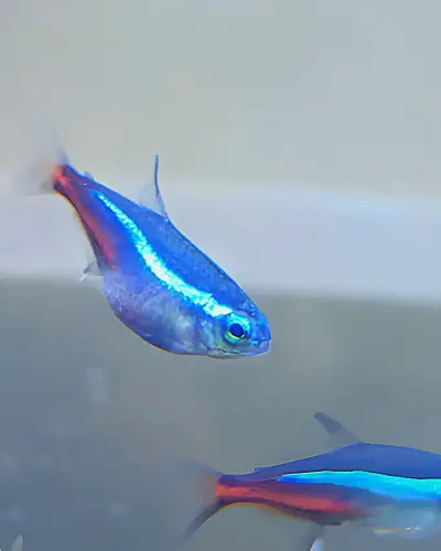 Neon fish pregnant