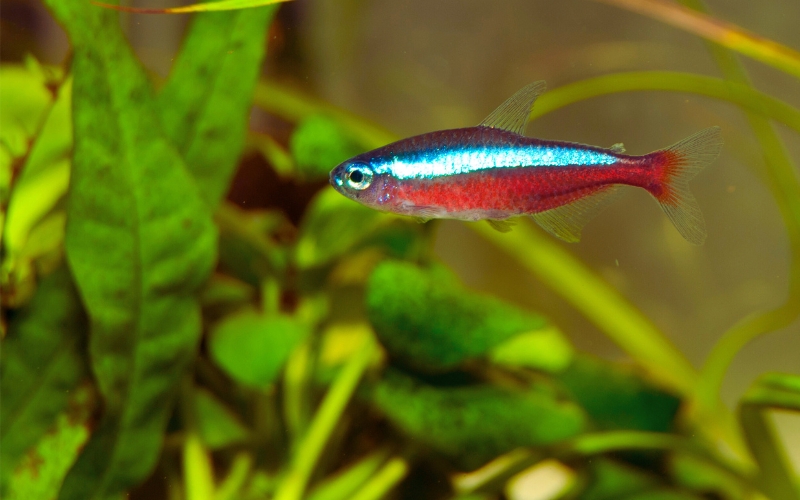Ph for Neon Tetras