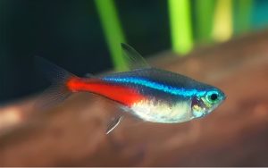 Pregnant Neon Tetra Fish