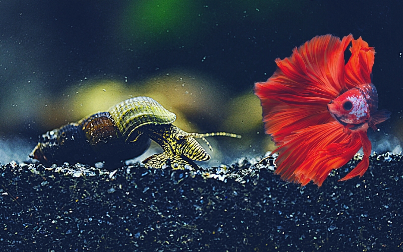 Rabbit Snail with Betta
