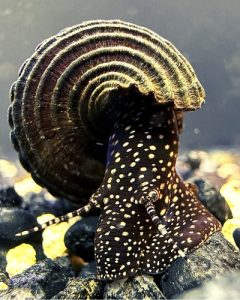 White Spotted Rabbit Snail 101: (A Comprehensive Care Guide)