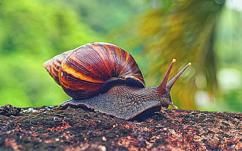 What Do Giant Land Snails Eat: (African Snail Care Sheet)