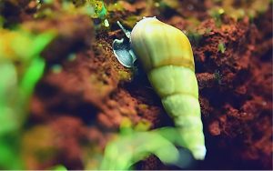 What Do Malaysian Trumpet Snails Eat