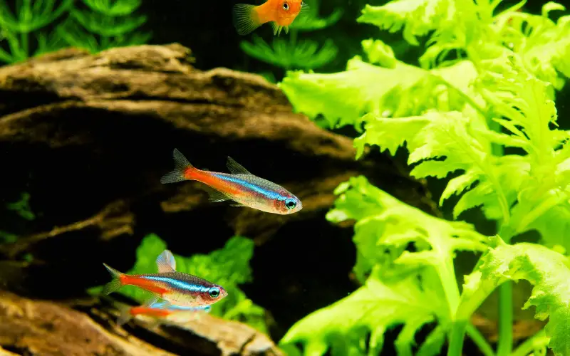 What Do Neon Tetras Eat? The Perfect Diet for Vibrant Fish