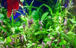 What Eats Malaysian Trumpet Snails