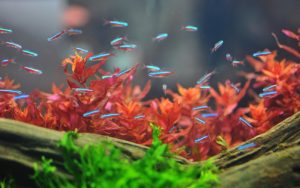 how long can neon tetras go without food