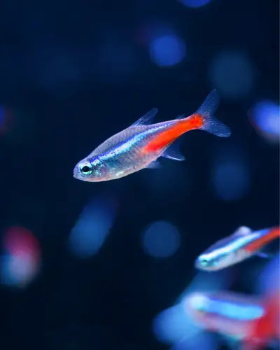 lifespan of neon tetra fish