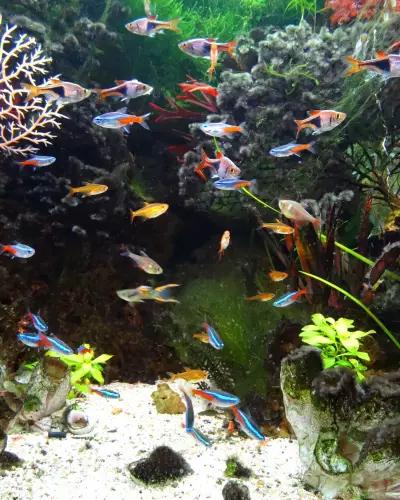 tank mates for Neon tetra fish