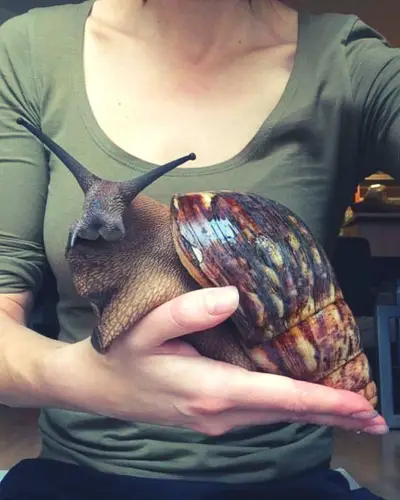 what do giant african land snails eat