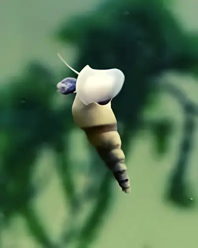 what eats trumpet snails