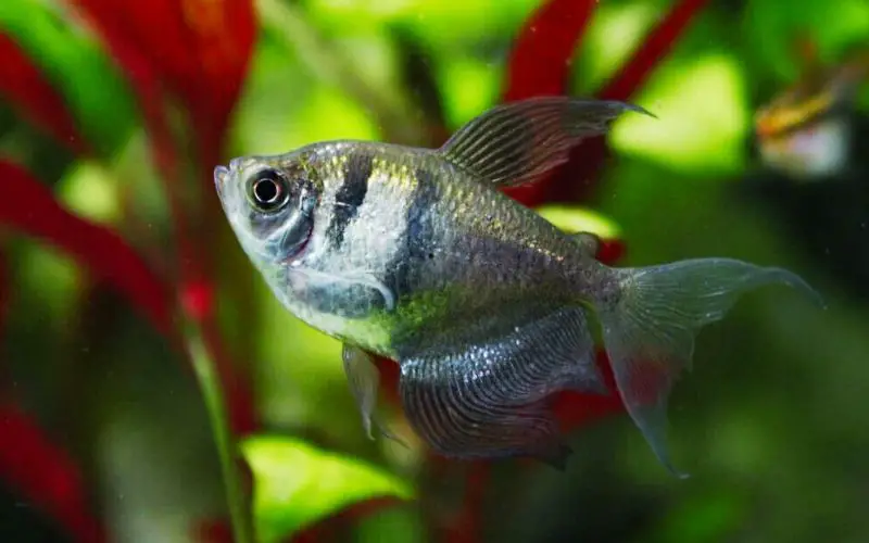 Are Black Skirt Tetras Aggressive (Tips for Peaceful Tank!)