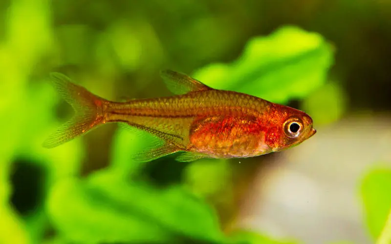Are Ember Tetras Hardy