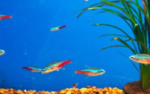 Are Neon Tetras Hardy Fish
