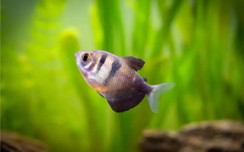 Black Skirt Tetra Male or Female