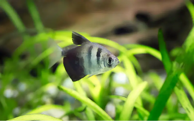 Black Skirt Tetra Tank Size