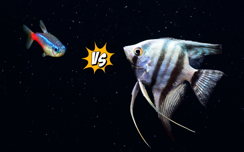 Can Angelfish Live with Tetras
