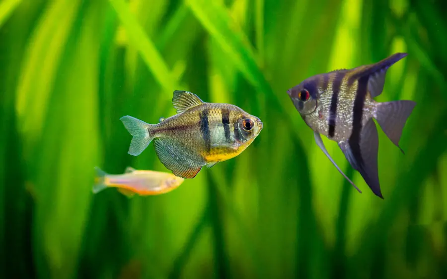 Can Black Skirt Tetras Live with Angelfish (Expert Advice)