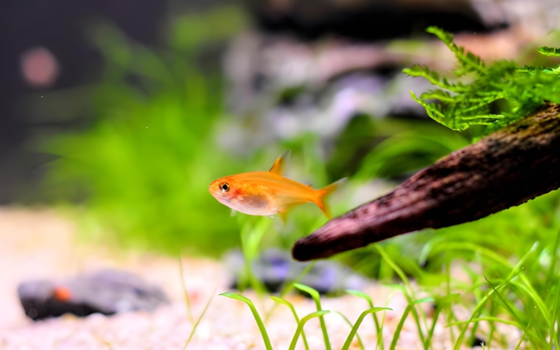 Do Ember Tetras Like Current