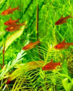 Ember Tetra Temperature Guide: Ideal Ranges for Healthy Tank