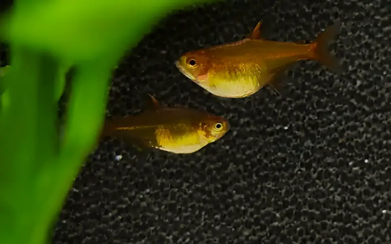 Ember Tetra Eggs: 3 EASY Steps For MAXIMUM Hatch Rate!