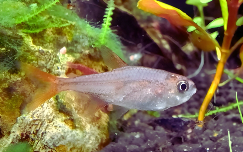 Ember Tetra Losing Color