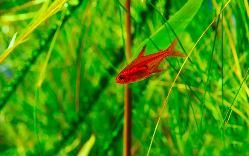 Ember Tetra Temperature