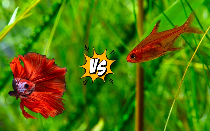 Ember Tetra with Betta