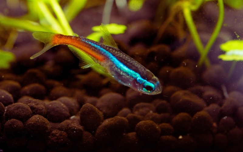 Green Neon Tetra Vs Neon Tetra