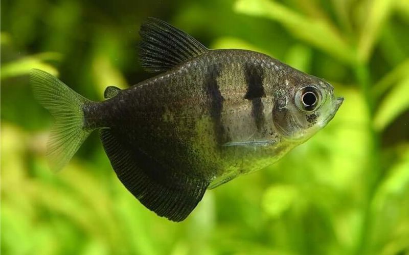 How Big Do Black Skirt Tetras Get