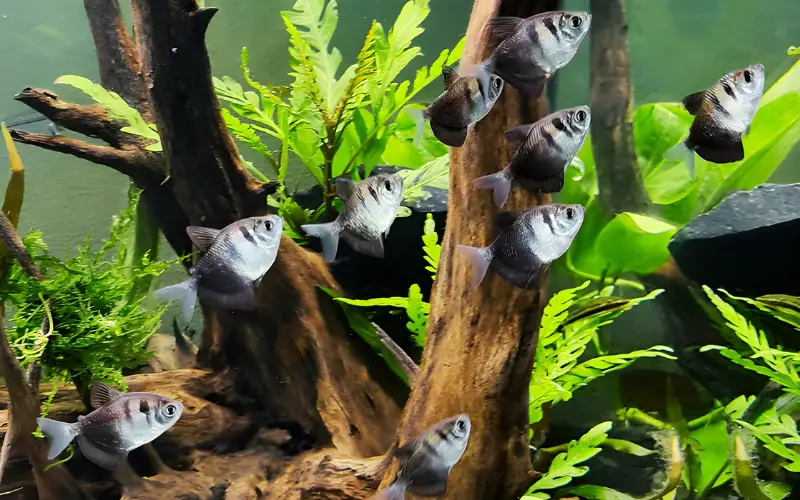 How Many Black Skirt Tetras in a 10 Gallon Tank