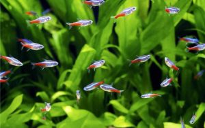 How Many Neon Tetras Should Be Kept Together
