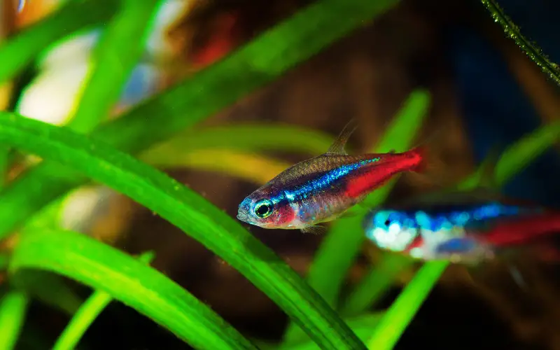 How Many Neon Tetras in A 5 Gallon Tank